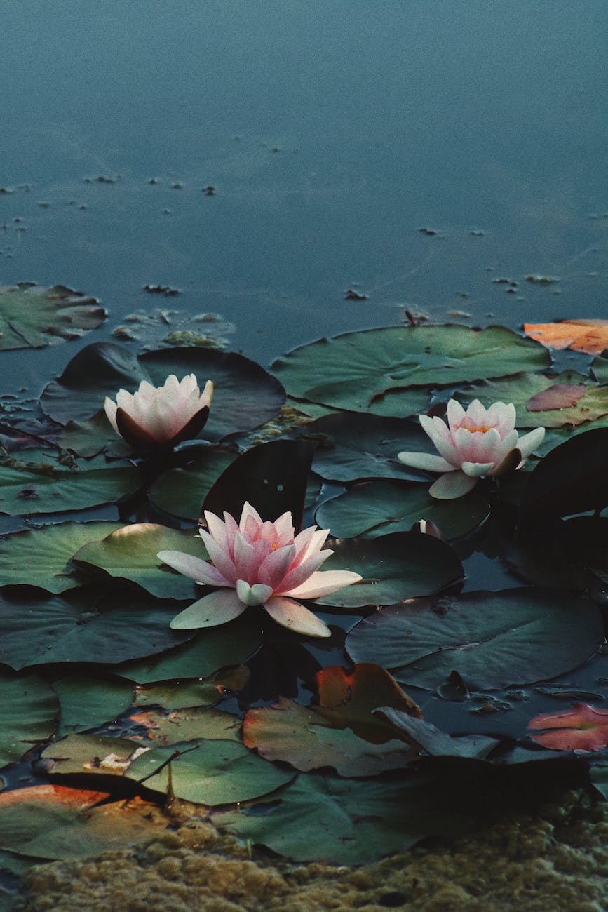 blooming pink water lilies with green foliage on dark pond